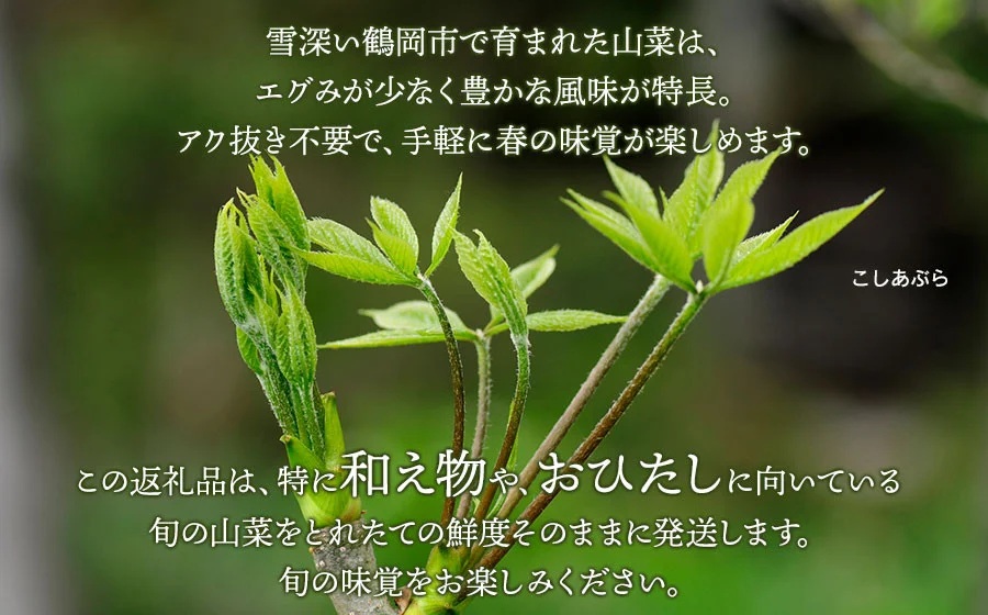 【令和8年発送】山菜セット和え物、おひたし用（4種以上）　野みつば、かたくりの花、水ふきなど　計500g以上　グレイスファーム