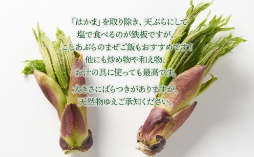 【令和8年発送】山菜　コシアブラ　200g　グレイスファーム