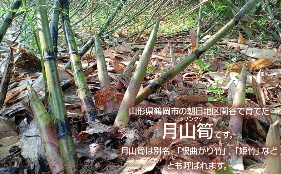 【令和8年産先行予約】月山筍 ミックスサイズ 1kg　山形県鶴岡産　グレイスファーム