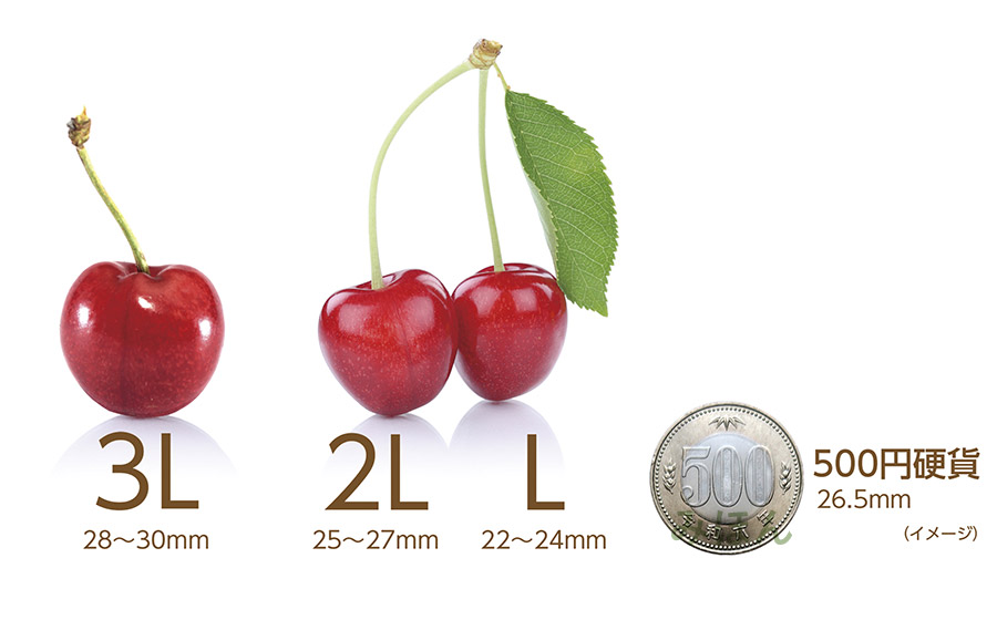 【令和7年産 先行予約】「佐藤錦」 L〜2Lサイズ バラ詰め 1kg　うまい庄内