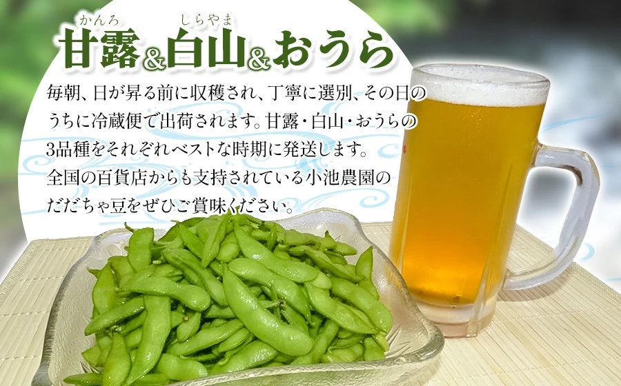 【令和8年産先行予約】【3回定期便】【鶴岡の夏の旬を伝える】 小池農園のだだちゃ豆 【甘露・白山・おうら】 1.8Kg（600g×3袋）K-832