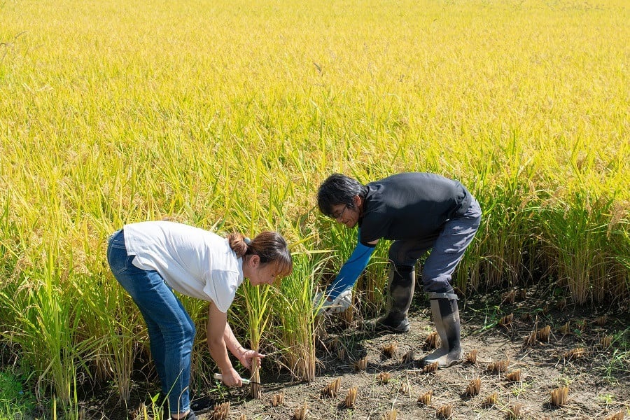 【令和7年産先行予約】殿やの 「はえぬき」 無洗米 10kg(10kg×1)　山形県鶴岡市産　K-775