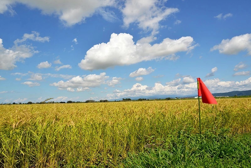 JAS有機栽培米 コシヒカリ 玄米パックご飯 150g×18個入り おやじの米 山形県鶴岡産　鈴木農産企画