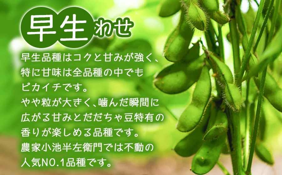 【定期便】【令和8年産先行予約】朝採りだだちゃ豆 食べ比べ 1.5kg (500g×3袋)×3回 お届け 早生・白山・晩生 枝豆　小池半左衛門