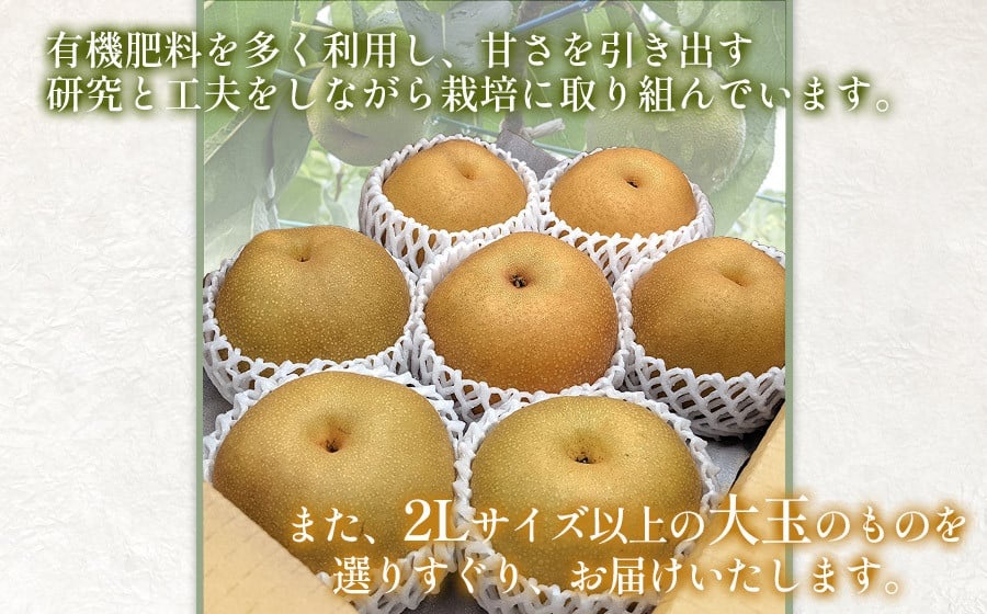 【令和7年産 先行予約】鶴岡市産 和梨 幸水or豊水　約3kg 2L以上（秀品）どちらか1品種　庄内産直センター