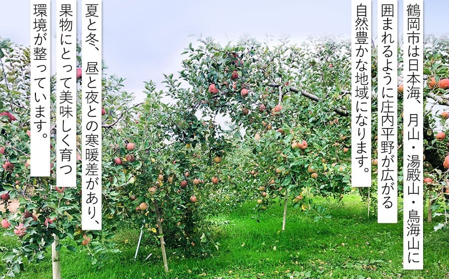 【令和7年産 先行予約】家庭用ふじりんご　約5kg(12～20玉)入箱　山形県鶴岡市産　庄内産直センター