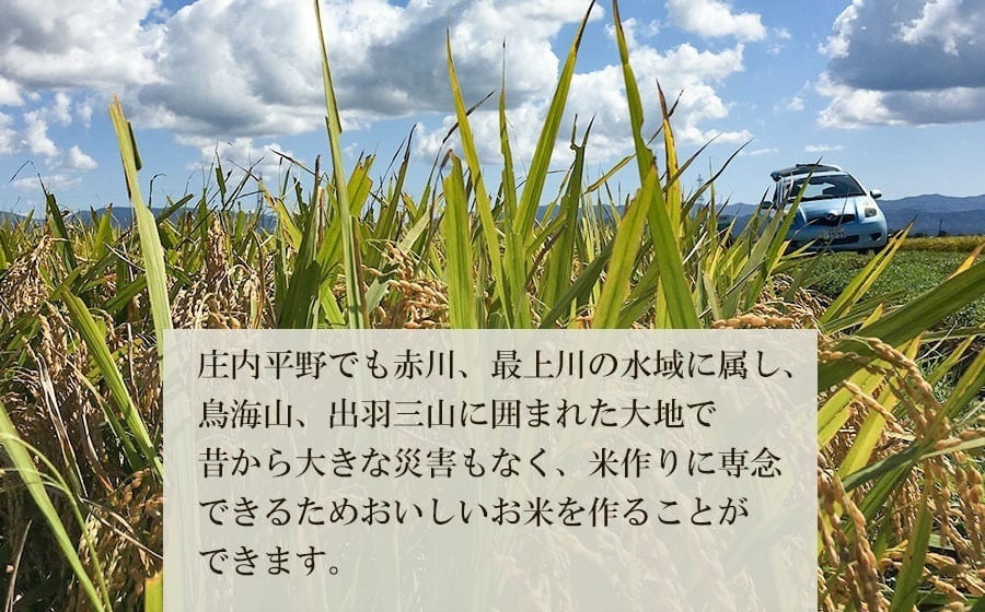 【令和7年産】【新米】山形県庄内産　特別栽培米雪若丸 精米 10kg（10㎏×1袋） 　野々ファーム