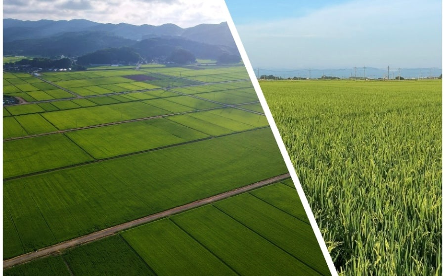 【令和8年産先行予約】【定期便6ヶ月】 Gセレクション はえぬき 白米 10kg (5kg×2袋)×6ヶ月 山形県鶴岡市産　株式会社グラノフ