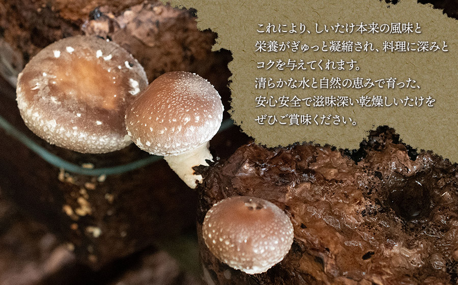 羽黒産 乾燥しいたけ 60g(12g×5)　山形県鶴岡市 農事組合法人 庄内おばこ農場 K-710