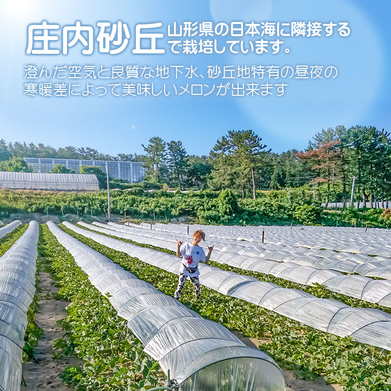【令和6年産先行予約】 秋どりアンデスメロン 約5kg（3～4玉入） 山形県鶴岡市産 庄内砂丘メロン　小林ファーム