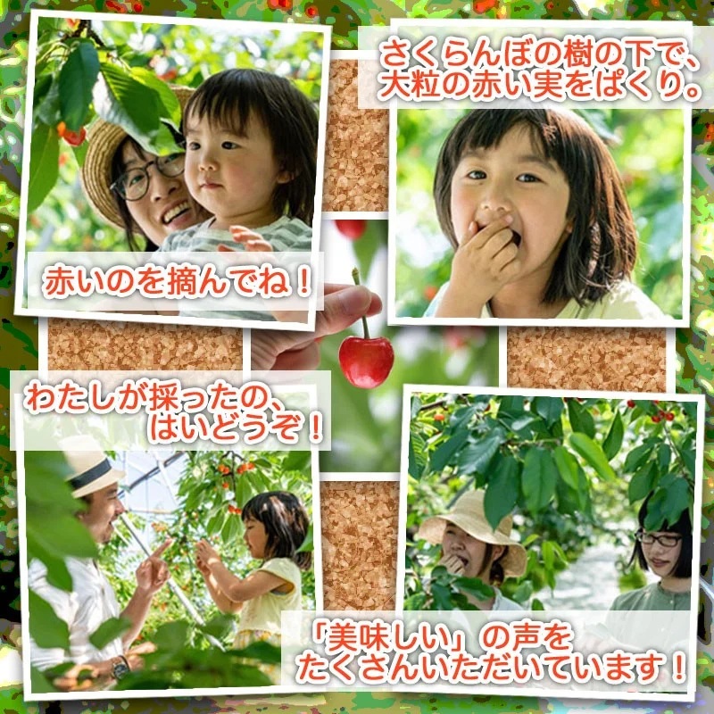 【令和8年産先行予約】 さくらんぼ　紅ゆたか　フードパック　Lサイズ 1.6kg（200g×8P） 山形県鶴岡産　鈴木さくらんぼ園