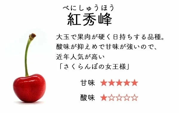 【令和8年産先行予約】 さくらんぼ 紅秀峰　バラ詰め　LLサイズ　500g　山形県鶴岡産　鈴木さくらんぼ園