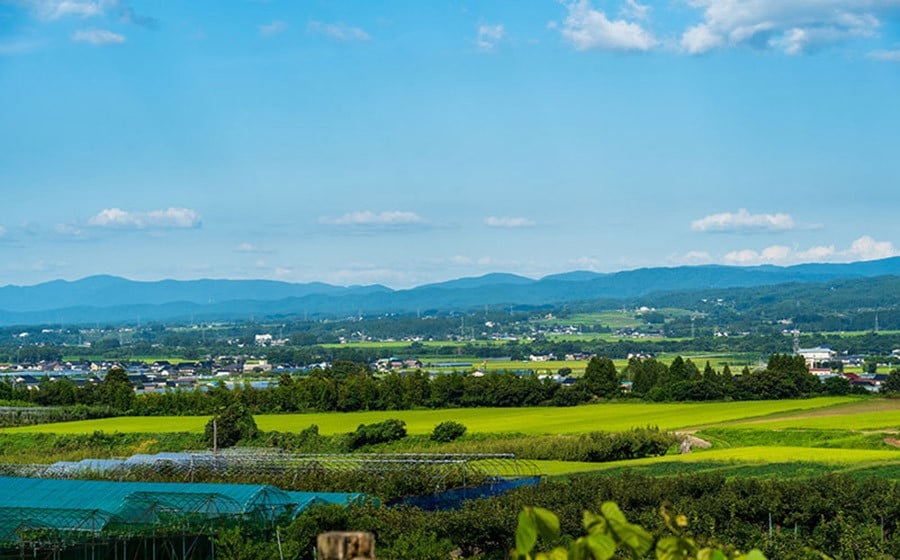 【令和8年産先行予約】庄内柿 Mサイズ以上 5kg マルイチ農園