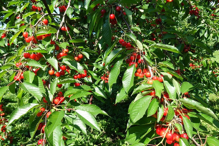 【令和8年産先行予約】さくらんぼ 佐藤錦 M～Lサイズ混合 バラ詰め 1kg (500g×2P) 庄内さくらんぼ園