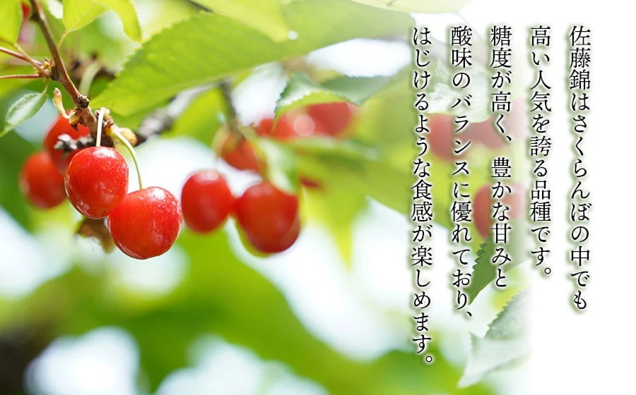 【令和8年産先行予約】　こだわりのさくらんぼ「佐藤錦」（Lサイズ以上）　バラ詰め　1kg　(500g×2)　いまいのさくらんぼ園 K-866