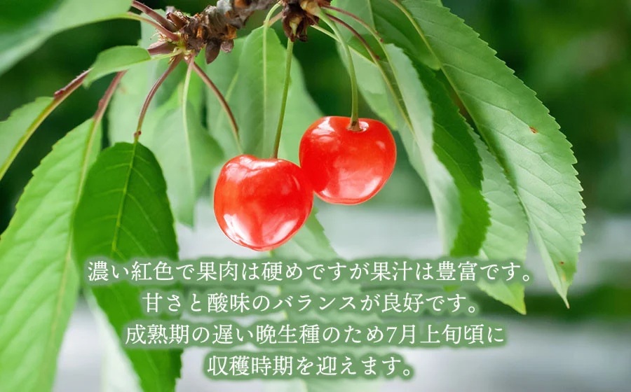 【令和8年産先行予約】　こだわりのさくらんぼ　「紅てまり」（2Lサイズ以上）バラ詰め 1kg いまいのさくらんぼ園 K-866