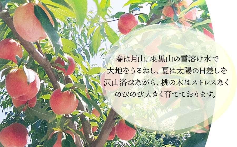 【令和7年産先行予約】 鶴岡市産 桃 (品種おまかせ) 　約2kg　(5～8玉)　くにちゃん農園　K-736