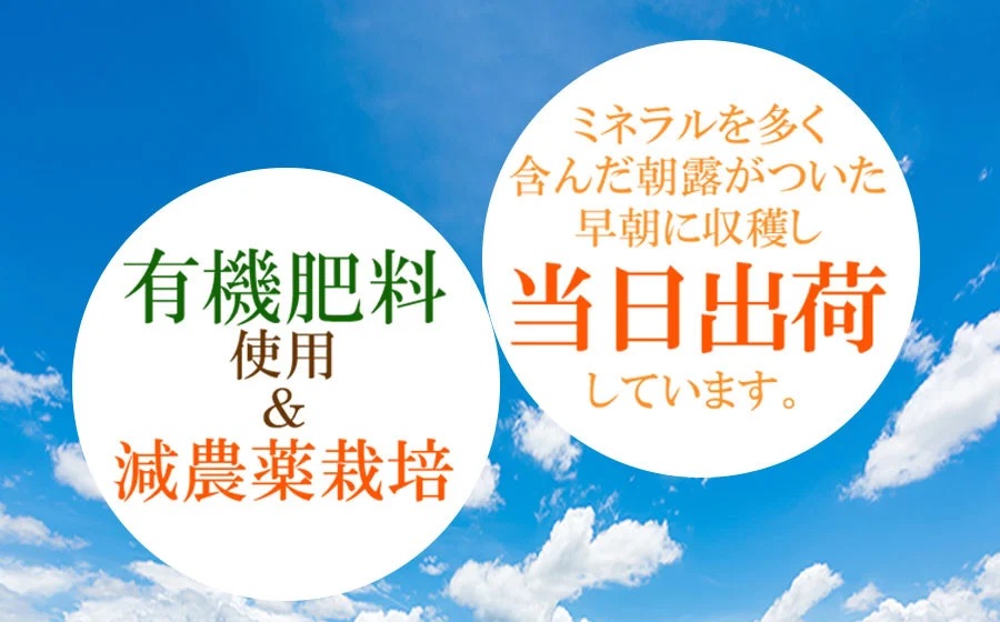 【令和8年産先行予約】【訳あり】本場白山産 白山だだちゃ豆 【白山(しらやま)】 2kg（500g×4袋）　農家 長四郎