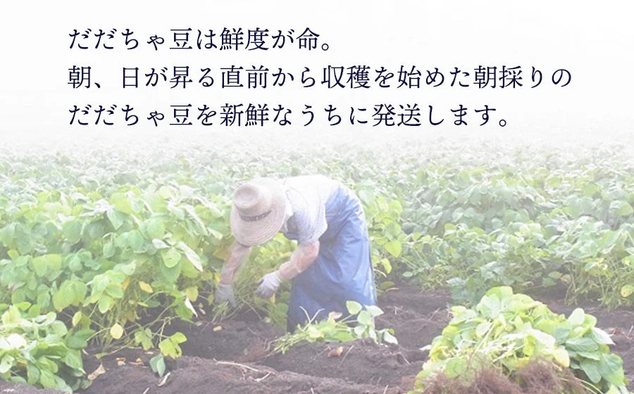 【令和8年産先行予約】 木村九八郎の朝採り！新鮮！だだちゃ豆 「早生」 1kg（500ｇ×2袋） 山形県鶴岡市産　K-829