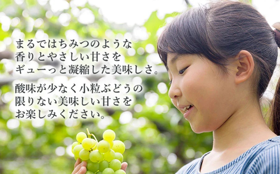 【令和8年産先行予約】ハニーシードレス 約2kg（6～7房） 種なしぶどう　カラフルぶどう園