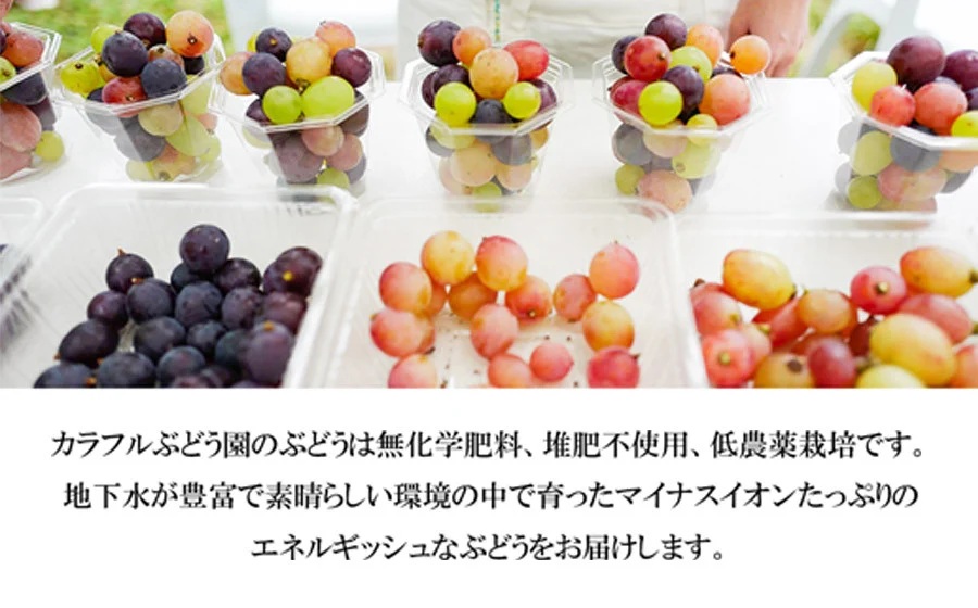 【令和8年産先行予約】お楽しみ！旬のぶどうのカラフル宝石箱 330g×5カップ　カラフルぶどう園