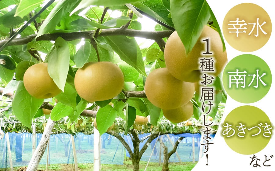 【令和8年産先行予約】 和梨 品種おまかせ 秀品 5kg (12～16玉)  山形県鶴岡市産　株式会社 元青果