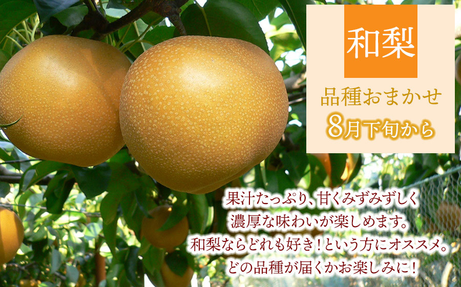 【令和8年産 先行予約】鶴岡の秋のフルーツ満喫便【3回お届け】白桃・和梨・庄内柿　山形県鶴岡産　株式会社　元青果