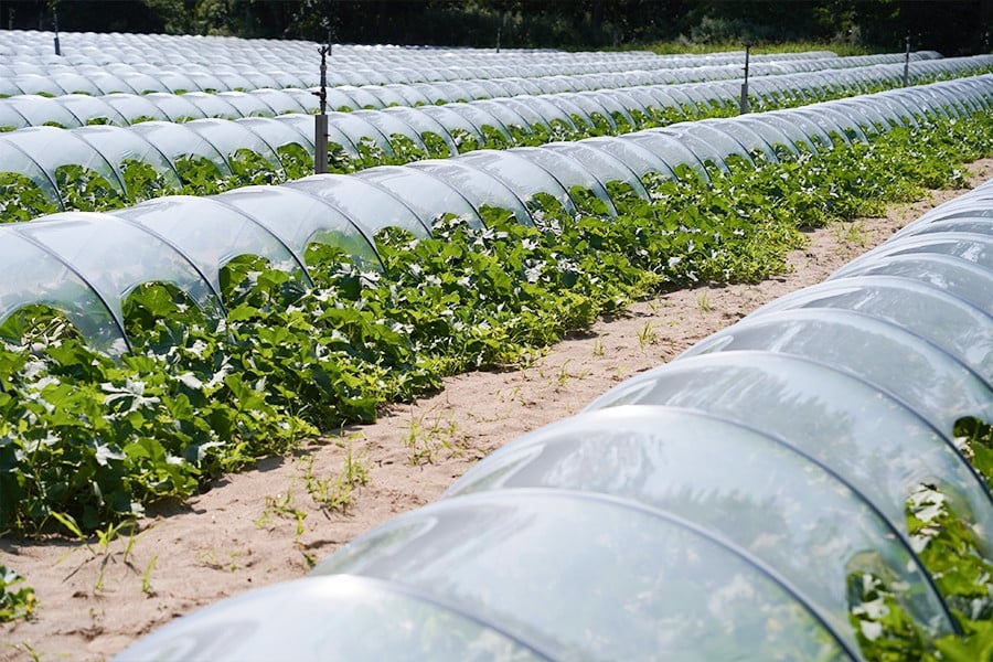 【令和8年産先行予約】アンデスメロン（青肉） 約4.5kg 2L～4L 【秀品】 3玉～５玉入 【令和8年6月下旬～7月下旬頃発送予定】 山形県鶴岡産 庄内砂丘メロン 御殿まりメロン 丸果庄内青果