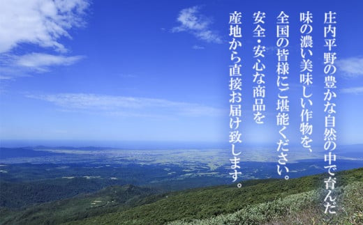 【令和8年産先行予約】さくらんぼ　佐藤錦 約1kg 山形県庄内産　丸果庄内青果　| サクランボ フルーツ 果物 くだもの 旬 人気 美味しい 鶴岡市 先行予約 返礼品