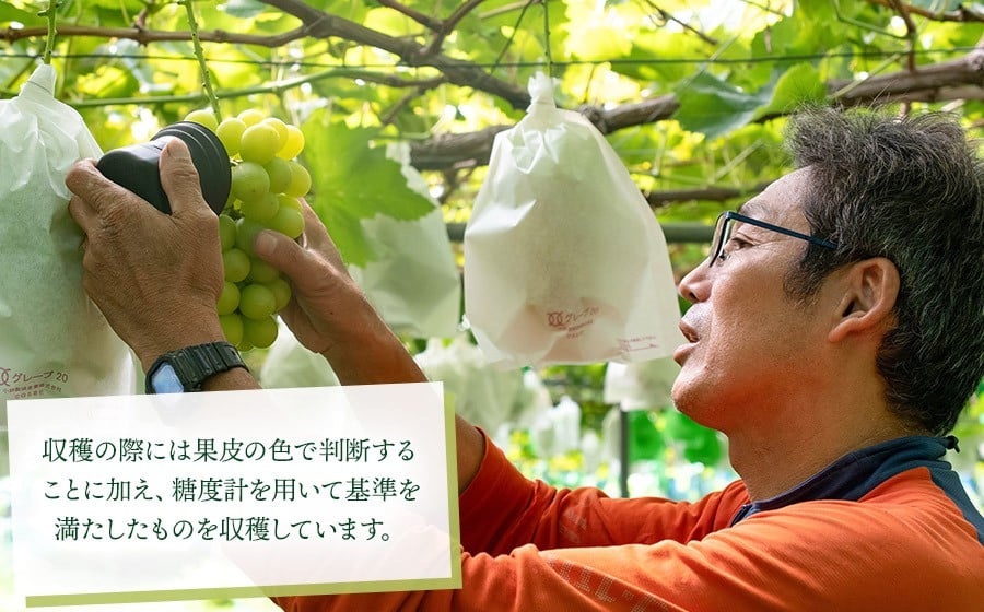 【令和8年産先行予約】 大人気 シャインマスカット 約2kg（約3～4房） 山形県鶴岡産 重ちゃん農園