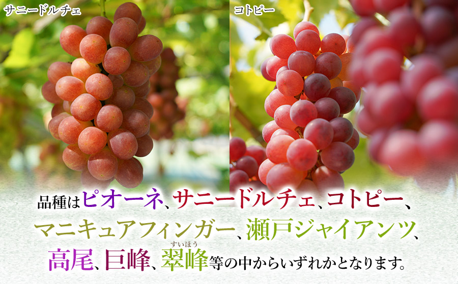 【令和8年産先行予約】 シャインマスカット入り 3種おまかせ ぶどう セット 約2kg　伊藤農園