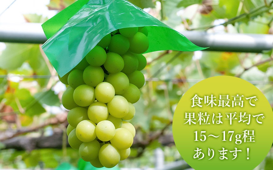 【令和8年産先行予約】シャインマスカット 約2kg (3~4房) 山形県鶴岡市産　ヤマショウ
