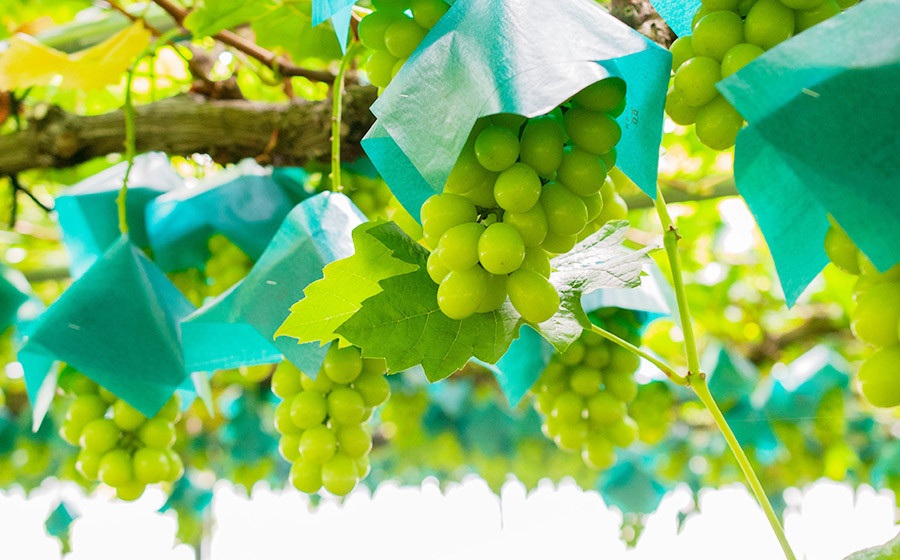 【令和8年産先行予約】 鶴岡市産 シャインマスカット(やや小粒) 約2kg (4～7房)　佐藤農園