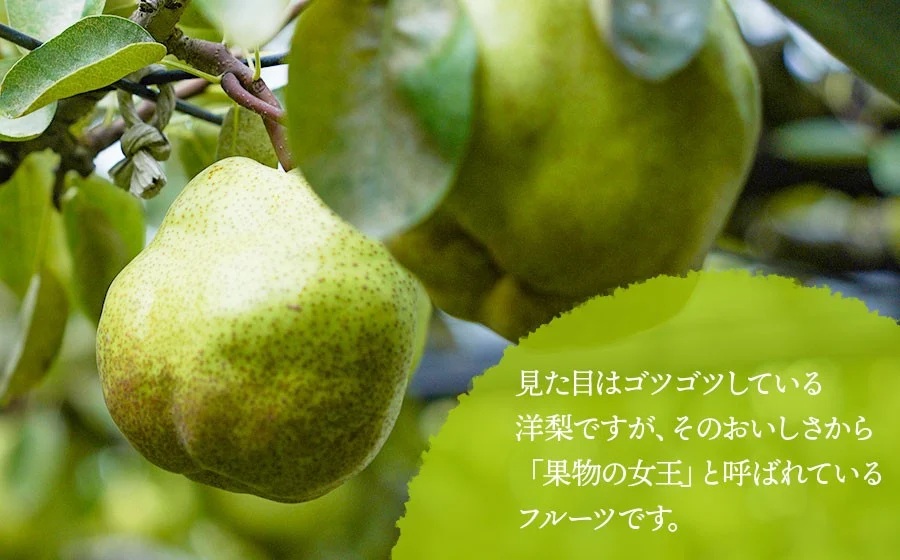 【令和8年産先行予約】 ラ・フランス 2L～3L 約5kg(16～18玉)　山形県鶴岡市産 佐藤農園