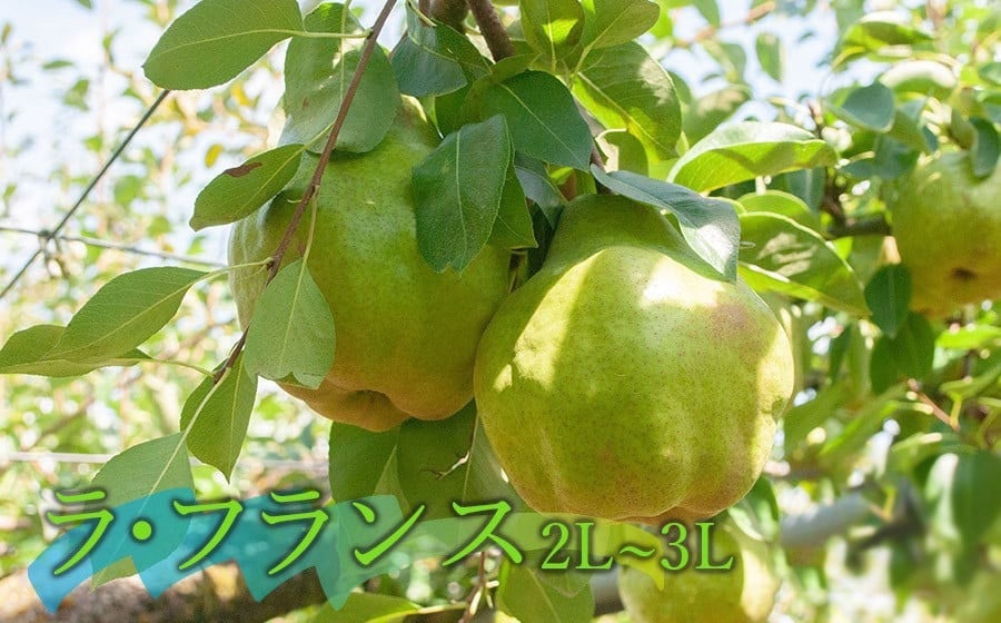 【令和8年産先行予約】庄内柿＆ラ・フランス セット 約2kg 山形県鶴岡市産　佐藤農園