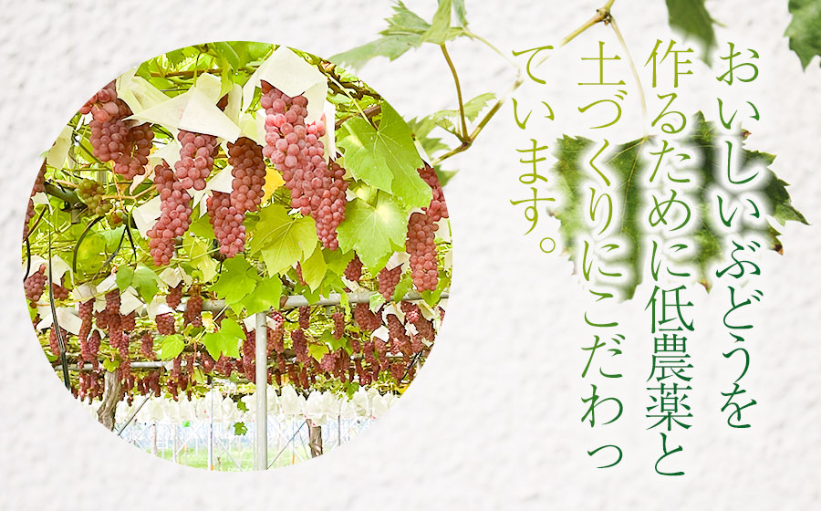 【令和8年産先行予約】 デラウェア 1kg（5～7房）山形県鶴岡市産　さわかわ農園