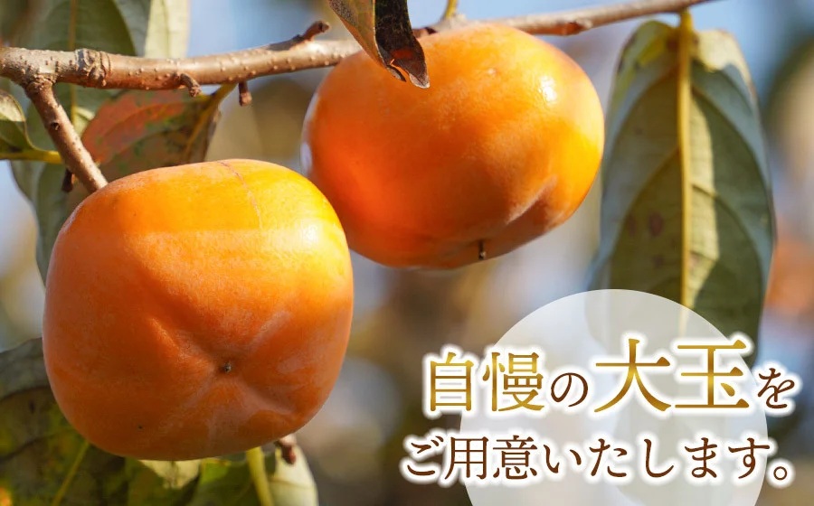 【令和8年産先行予約】にこにこふぁーむのあまーい庄内柿　糖度16度以上　大玉ピカピカ特選　2L×12個（化粧箱入り）　K-873