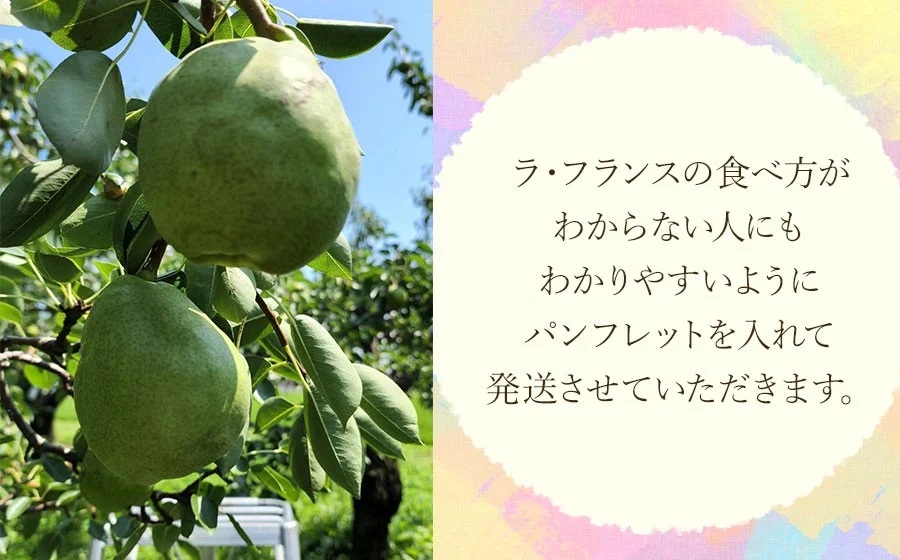 【令和8年産先行予約】ラ・フランス 3kg (9～12玉)　山形県鶴岡市産　マルタ農園