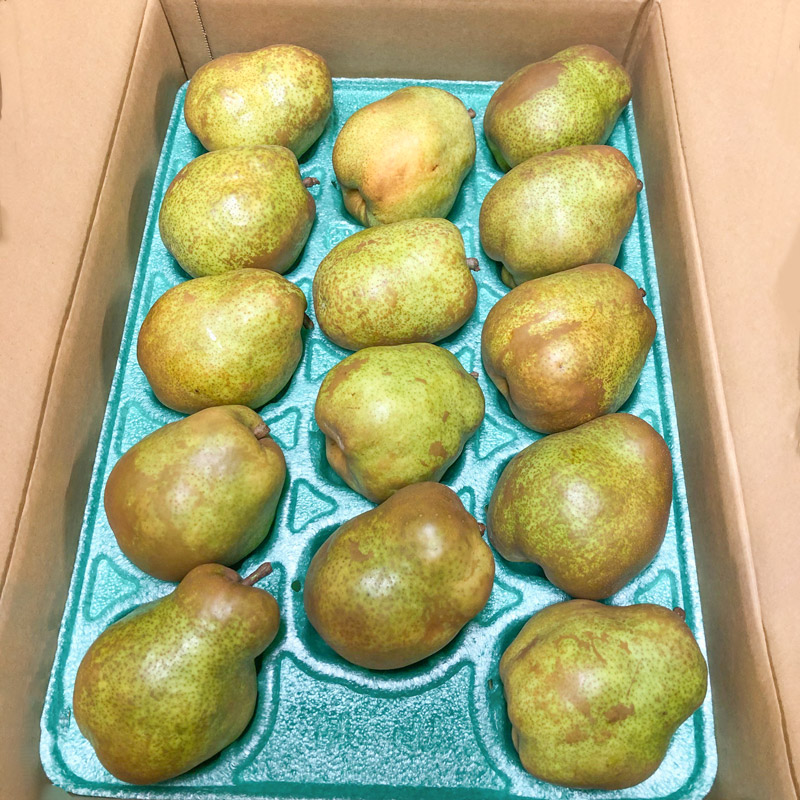 【令和7年産先行予約】鶴岡市産洋梨 ラ・フランス 約3kg（8～12玉）　インフィニファーム　K-728