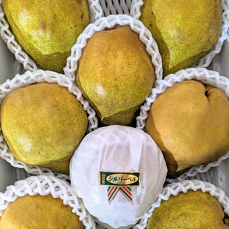 【令和7年産先行予約】洋梨　シルバーベル　約3kg（7～9玉）　やまも果樹園