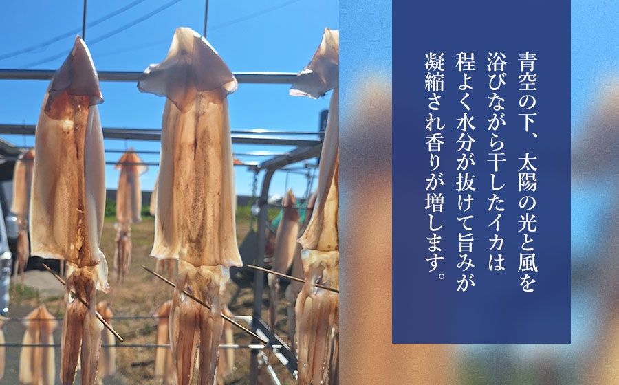 鼠ヶ関名産　いかの一夜干し 4枚セット　鼠ヶ関水産加工生産組合