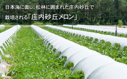 【令和8年産先行予約】菅原農園の庄内砂丘メロン 約5kg （3玉～5玉） アンデス メロン 【7月下旬～8月上旬】　k-839　菅原農園　鶴岡地区物産協同組合