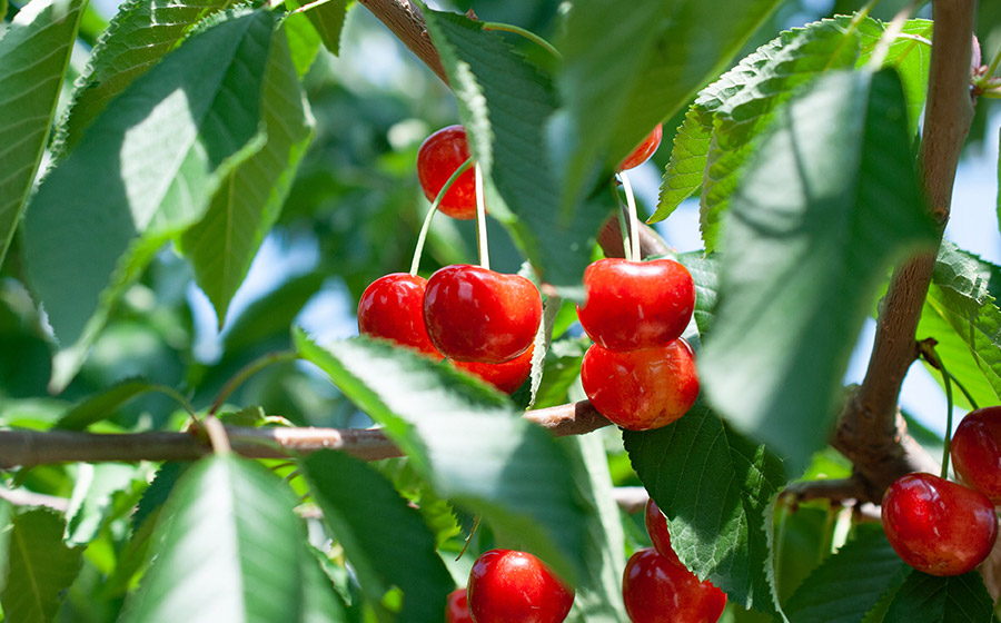 【令和8年産先行予約】 佐藤錦 バラ詰め(M～Lサイズ混合) 500g 山形県鶴岡産　シキブ農園　K-732