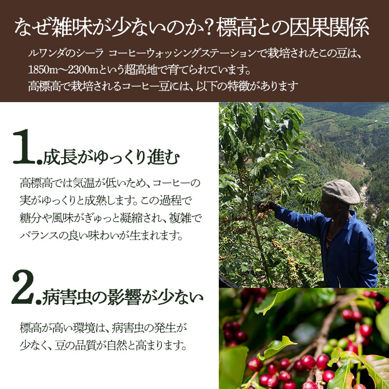 千一珈琲　コーヒー豆：ルワンダ87g　[K-710]