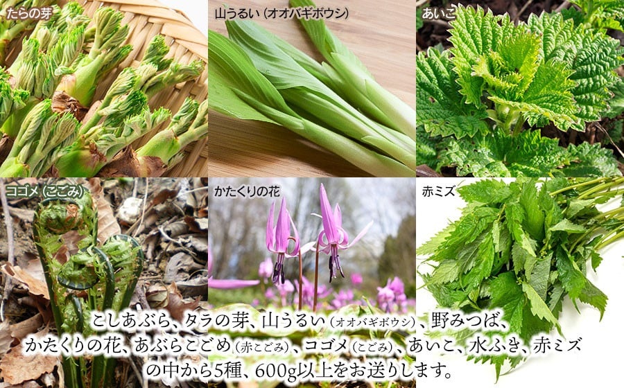 【令和8年発送】山菜おまかせセット（5種以上）　計600g以上　こしあぶら、タラの芽、水ふき等　グレイスファーム