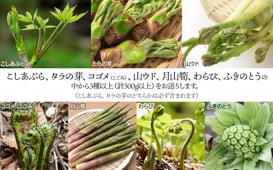 【令和8年発送】山菜セット天ぷら用（3種以上）　タラの芽、山ウド、月山筍など　計300g以上　グレイスファーム