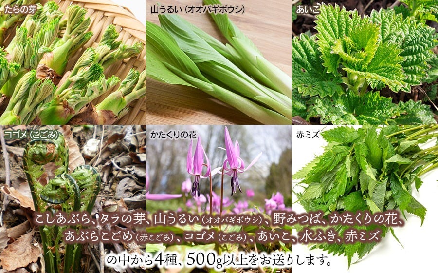 【令和8年発送】山菜セット和え物、おひたし用（4種以上）　野みつば、かたくりの花、水ふきなど　計500g以上　グレイスファーム