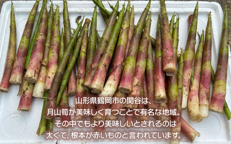 【令和8年産先行予約】月山筍 ミックスサイズ 1kg　山形県鶴岡産　グレイスファーム