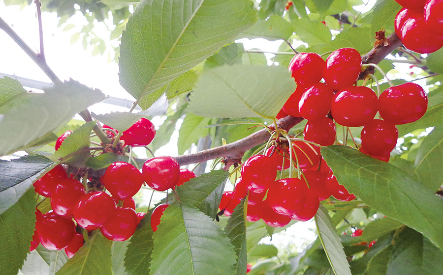 【令和7年産 先行予約】「佐藤錦」 L〜2Lサイズ バラ詰め 1kg　うまい庄内