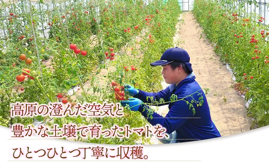 【無塩・無糖】窪畑トマト100％ジュース　160ml × 4本　K-738　株式会社山本組